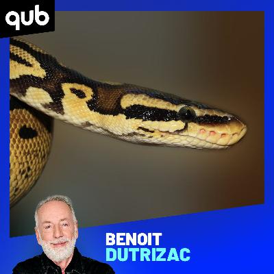 Un python dans le salon: la sieste de cette femme s’est terminée avec toute une surprise…