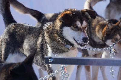 Mark Derr: Dogs & History