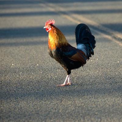 Crossing the chicken line. Finding courage through self-coaching. With Jenny Sharp Crossing the chicken line. Finding courage through self-coaching. With Jenny Sharp