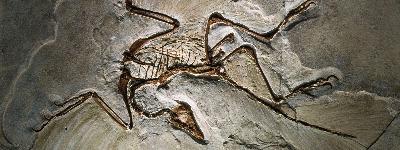 The fossil that launched a dinosaur revolution