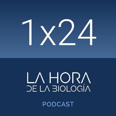 1x24: Órganos a la carta.
