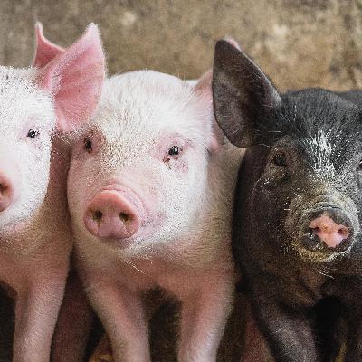 Cochonnement vôtre