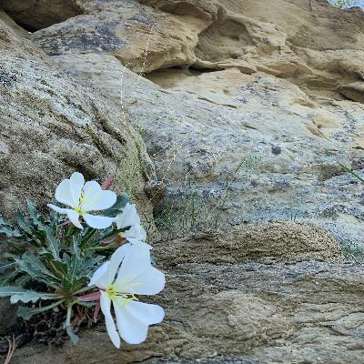 Evening-Primrose (Onethera caespitousa)