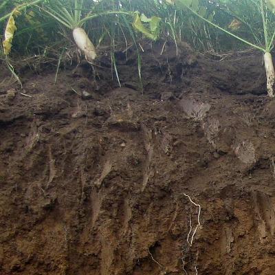Episode 3: What is soil organic matter, really? Episode 3: What is soil organic matter, really?