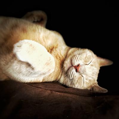 Teaching a sit why not?