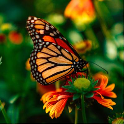 Henri Bontenbal blaast CDA nieuw leven in: ‘Bekroning van twee heel hard werken’ Henri Bontenbal blaast CDA nieuw leven in: ‘Bekroning van twee heel hard werken’