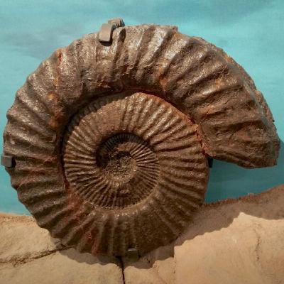 Mutrikun aurkitzen da ammonite erraldoien bilduma handiena Mutrikun aurkitzen da ammonite erraldoien bilduma handiena