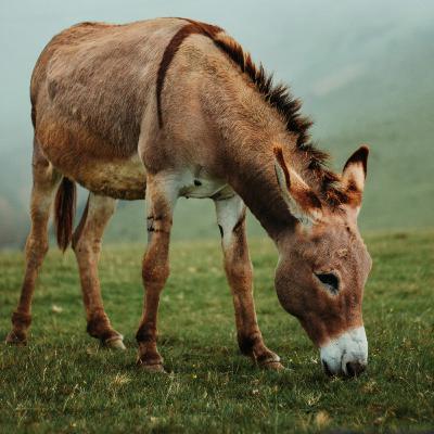 Burro