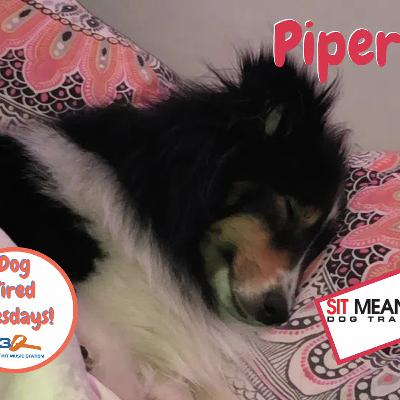 Dog Tired Tuesday Dog Tired Tuesday