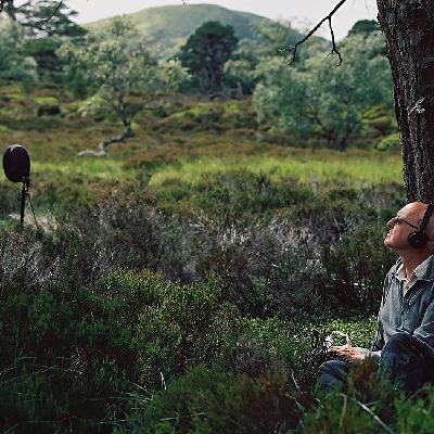 Amplitudes : Field recording