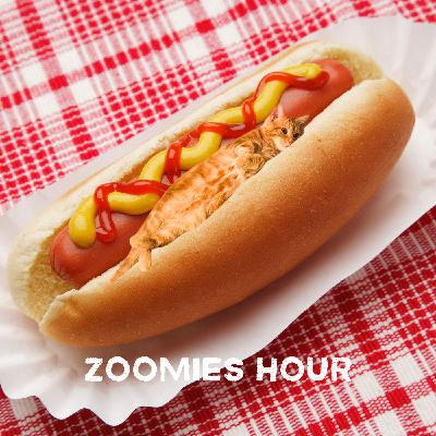 #040 2025年猫関連グッズBEST BUY！Part.2 インテリア/テック/イベント編