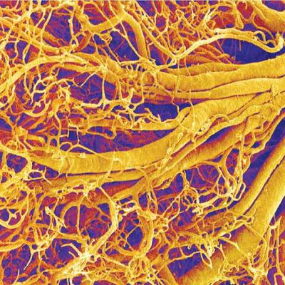 Cells, Organs, and Microenvironments of the Immune System (Immunology Part 2)