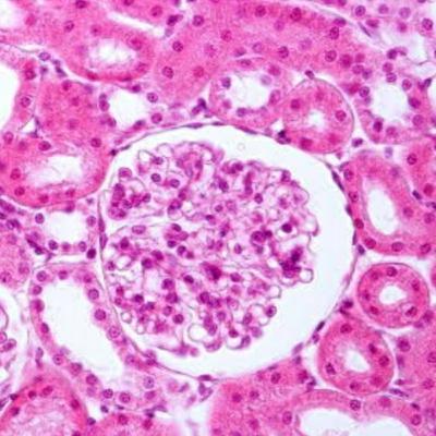 Importância da Histologia para a Biológia