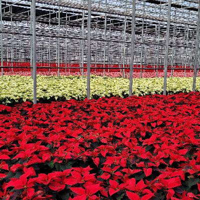 Ep.48 - Why N.G. Heimos’ Recent Acquisition Offers Promise for the Future