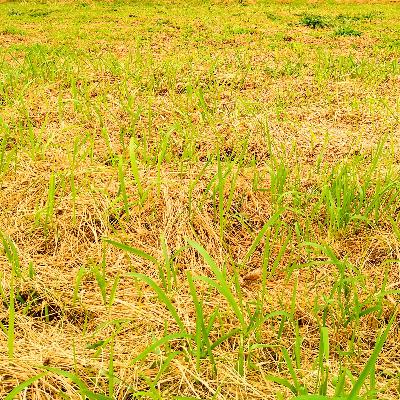 のりこ、ピアノ瞑想を語る⑦ のりこ、ピアノ瞑想を語る⑦