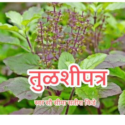 तुळशीपत्र स्वर सौ सीमा सतीश किडे.@ramkuti