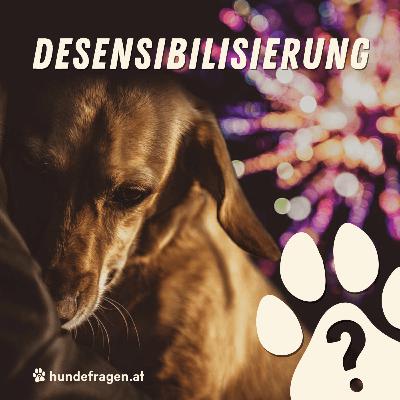 Entspannt ins neue Jahr | Desensibilisierung und Gegenkonditionierung | Folge 2/3 | INTERVIEW mit Susy