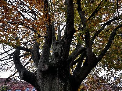 438. Vill du säga ditt namn