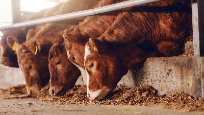 Cattle Industry Signals