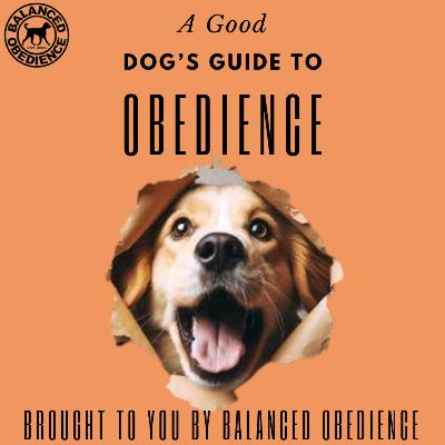 Puppy Jumping: Training Guide