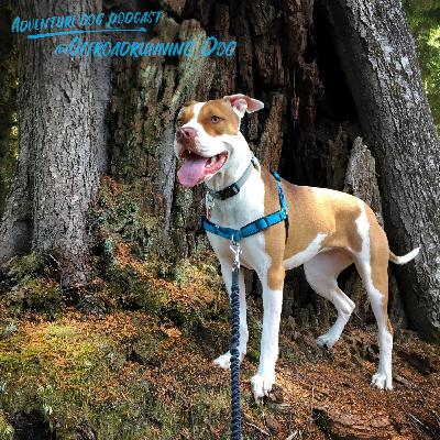 Gretchen & Scout @Offroadrunning_Dog