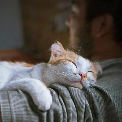 Cats love sleeping with their owners