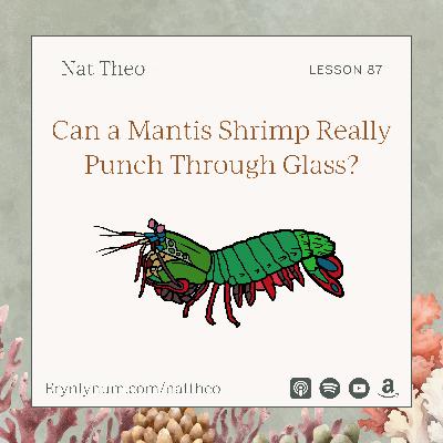Can a Mantis Shrimp Really Punch Through Glass? Lesson 87