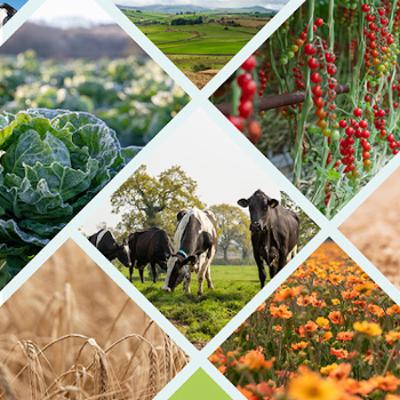 How the market created Britain's lamentable food and farming situation