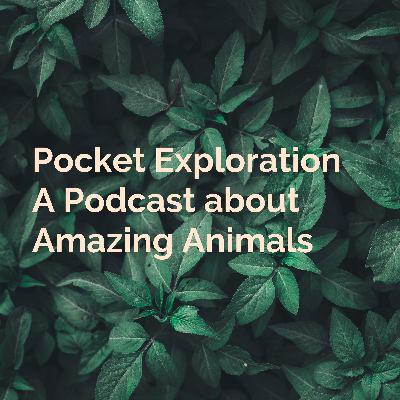 Pocket Exploration: Fennec Fox