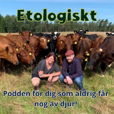 #31 Hur bor kor? Eller: Fickparkering och kotrafik