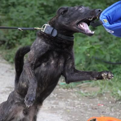 Dutch Shepherds - Jennifer Sparkman from Our Shepherds Shepherds (part 2) Dutch Shepherds - Jennifer Sparkman from Our Shepherds Shepherds (part 2)