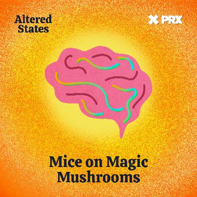 Mice on Magic Mushrooms Mice on Magic Mushrooms