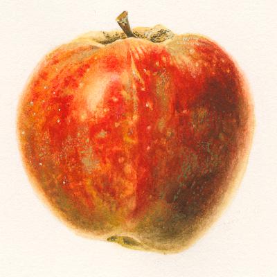 Apples 🍎 of New York: Part I