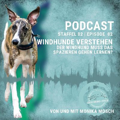 Der Windhund muss lernen Spazieren zu gehen? Der Windhund muss lernen Spazieren zu gehen?