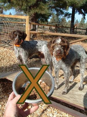 Insider: 29 tips to make hunting life easier for you and your dog ... and maybe a hunting buddy Insider: 29 tips to make hunting life easier for you and your dog ... and maybe a hunting buddy