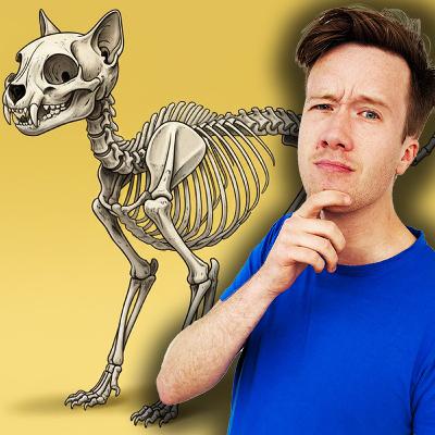 MIDWEEKLY: Do Cats Have the Same Bones as Humans?🐱🦴 MIDWEEKLY: Do Cats Have the Same Bones as Humans?🐱🦴