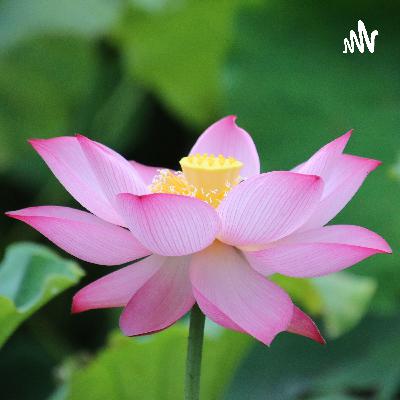 Thầy Chân Hiếu_12_Tâm niệm, tâm nghe, buông xả, chân thật