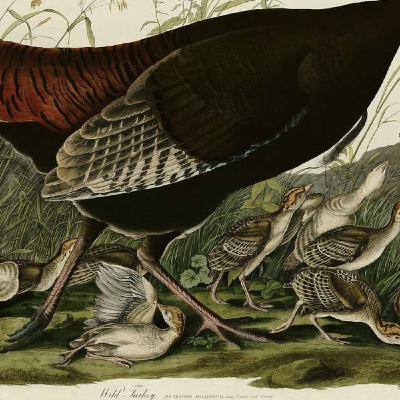 S8 Ep149: 1/8. The Wild Turkey, the Bald Eagle, and the Illogical Nature of Bird Names — Steven Moss — Moss introduces the Wild Turkey, discussing its successful reestablishment in New England and its domestication origin in southern Mexico. Moss critiques the turk