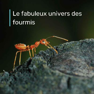 Le fabuleux univers des fourmis Le fabuleux univers des fourmis