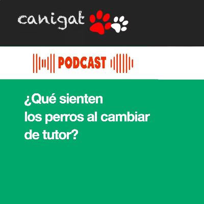 132 - ¿Qué sienten los perros al cambiar de tutor?