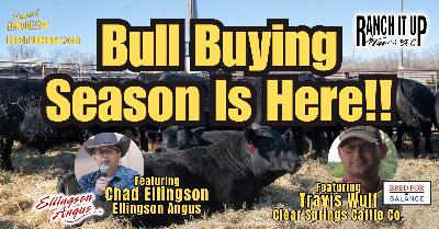 What Has To Hit Your Checklist This Bull Buying Season