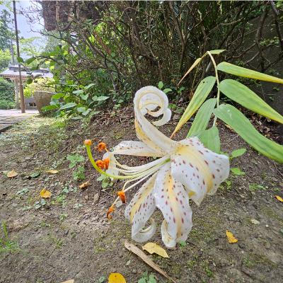 セルフヒーリングやスピリチュアルに関する疑問　カルマ浄化　輪廻転生　神社参拝　セラピー　遠隔ヒーリング受け取れます
