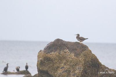 The Booby Prize: watching a visiting warm-water seabird