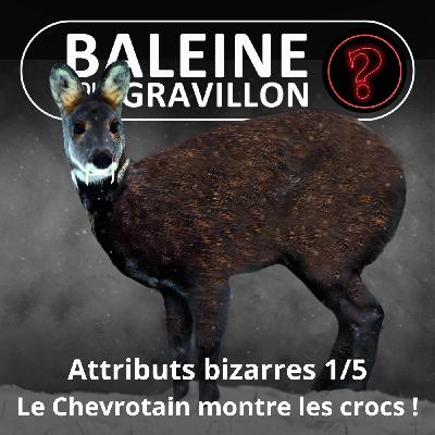 S07E92 Vous avez dit bizarre ? Attributs 1/5 : Le Chevrotain montre les crocs