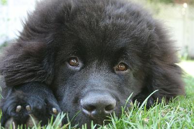 About Your Dog – Ask Your Dog Guru – 50 About Your Dog – Ask Your Dog Guru – 50