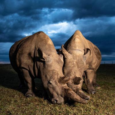 WILD - PODCAST ANIMALIERS # 163 - LE RHINOCEROS BLANC DU NORD