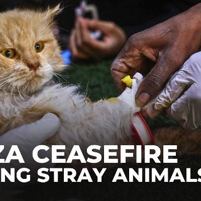 Gaza volunteers fight to save stray animals amid war and destruction Gaza volunteers fight to save stray animals amid war and destruction