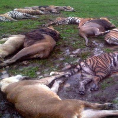 The Zanesville Zoo Massacre and Beverly Jarosz The Zanesville Zoo Massacre and Beverly Jarosz