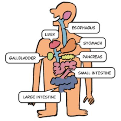 Your Amazing Body; The Digestive System