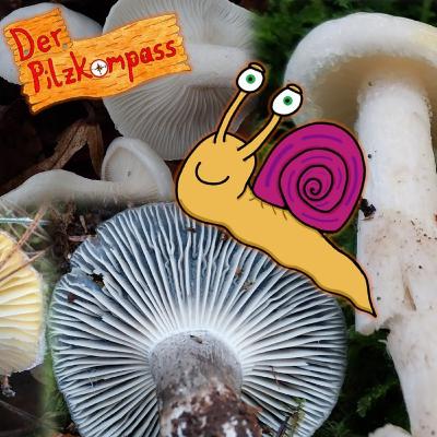 42 Schnecklinge souverän erkennen und unterscheiden